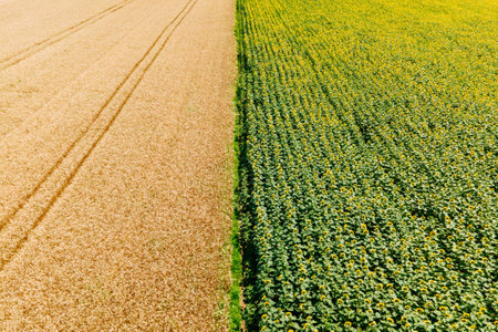 Aerial landscape view of yellow cultivated agricultural fields with growing wheat crops on bright summer day. Drone flight over a wheat field.の写真素材