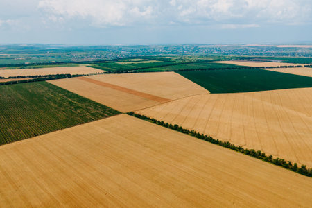 Aerial landscape view of yellow cultivated agricultural fields with growing wheat crops on bright summer day. Drone flight over a wheat field.の写真素材