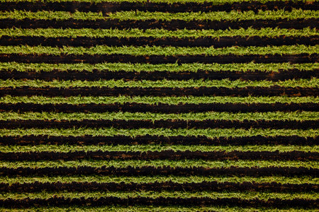 Vineyards, a suggestive aerial image over a vineyards in an amazing landscape, Agriculture...