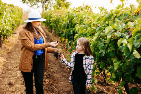 Young beautiful girl and little child walking through a vineyard picking mellow grape in sunny day in Italy. female family of winemakersの写真素材