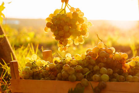 during harvest, close up the hand of a farmer picking a white grape in the box. the farmer holds a grape in his hand during harvest at sunset.の写真素材