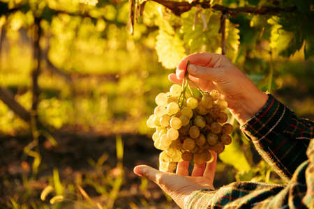 close up view of farmers hand showing a grape of white grape, at sunset, warm sunlight. autumn harvest time.の写真素材