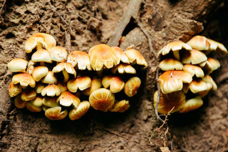 close up view of mushrooms. many beautiful brown mushrooms in the forest.の写真素材