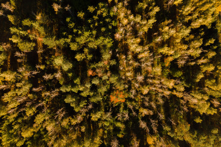 Aerial view of green and yellow woods landscape. top view from high attitude In autumn Evening. Drone shot flying over tree tops, Nature backgroundの写真素材
