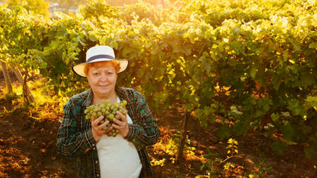 Female farmer with hat shows a large white grape, looking at camera. an elderly woman in the vineyard with a vine at sunset.の写真素材