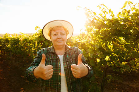smiling female farmer with hat showing thumb up and looking at camera standing in the centre of vineyard. happy elderly farmer woman satisfied, harvest timeの写真素材