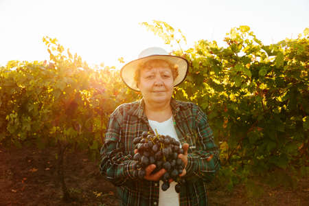 Female farmer with hat shows a large red grape, looking at camera. an elderly woman in the vineyard with a vine at sunset.の写真素材