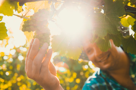 close up of hands of male farmer winemaker touching vine grapes. sunny summer day, beef crop view inspection.の写真素材