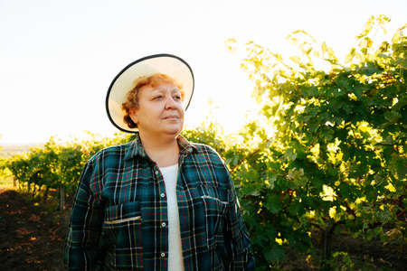 farmer woman winemaker, portrait of an elderly woman with hat on her head, is standing on the field vine vineyard, in the sunlight at sunset,の写真素材