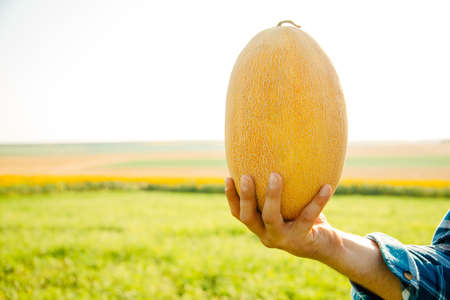 a farmers hands hold a big melon. close up of a yellow fruit held by the hands of the male farmerの写真素材