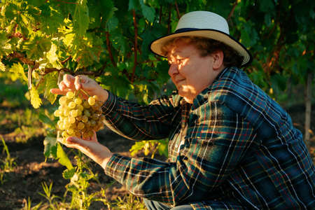 analysis of the vine culture, the woman farmer with the hat checks the quality of the grapes. middle-aged woman with a white grape in her hand,の写真素材