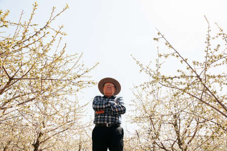 Portrait of old male with hat in orchard in spring arms crossed. senior man with gardening tree and smiling at you with hands crossed in orchardの写真素材