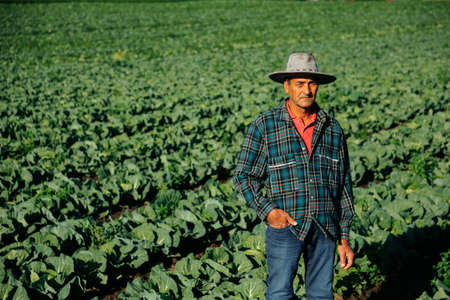 a front view of a farmer sitting in a vegetable field with his arms crossed, an old adult, the concept of a small business entrepreneur fruit and vegetableの写真素材
