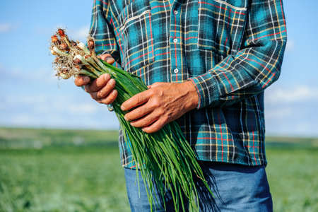 close up of a bunch of fresh onions in the hands of a farmer. Selective focus. male farmer holding freshly harvested spring onions. organic farming concept.の写真素材