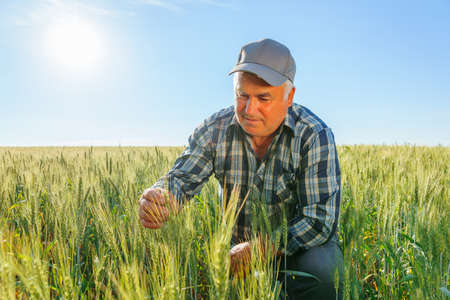 Concentrated mature male worker examining green wheat ears while working in agricultural field on sunny summer day in rural area. Focused elderly farmer checking plantsの写真素材
