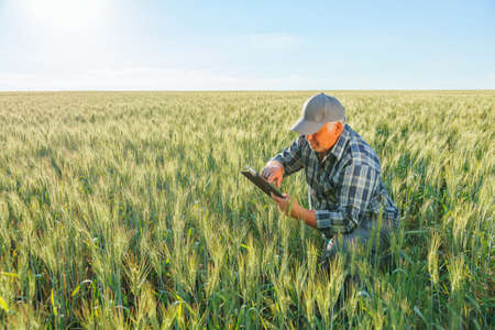 Side view of focused mature worker in cap checking notifications on tablet while sitting in agricultural wheat field on summer day. Elderly farmer surfing tablet in countrysideの写真素材