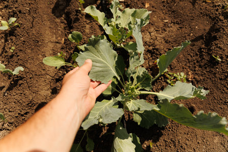 Unrecognizable farm hands worker touching green leaves of growing plant delicately during work on sunny day. Crop farmer checking green plantの写真素材