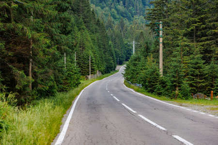 road without cars in the mountains passes through pine forests.の写真素材