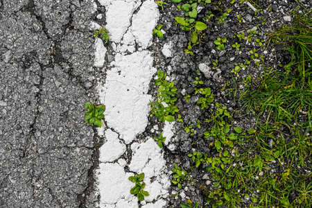 Green grass sprouts from a crack in the asphalt. Cracked rough sidewalk. Artistic noise. Crack in the asphalt. New life breaks through the asphalt. Green grass grows from crack. Old asphalt textureの写真素材