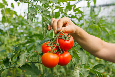 cropped of hands of farmer holding fresh tomato. harvested at the moment on countryside agricultural bio and eco farming cultivation field garden.の写真素材
