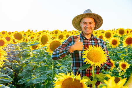 The young farmer stands in the field against the background of sunflowers. Gesture thumb up shows that things are going great. He has a hat on his head and a wide smile on his face. Looking at cameraの写真素材