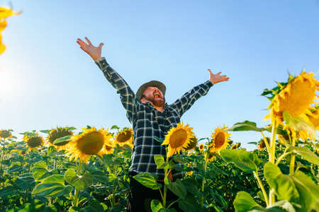 delighted aged Farmer bearded man standing with arms raised on the sunflower field before the harvest. happy real People screaming freedom on nature concept. Organic farmer checking,の写真素材