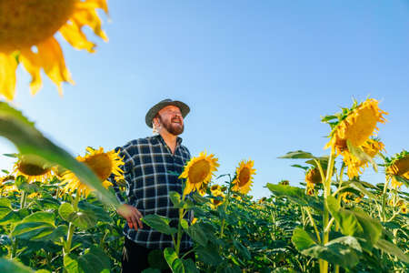 cheerful aged farmer with arms on hips with a hat stands between sunflower crops. copy space senior male with beard and hat, successful farmer,の写真素材