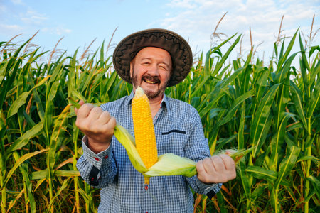 Opening a corn in hands, elderly farmer worker stands in field, glows happiness looking at camera. Sunny weather, large corn field around, clear sky. Copy space.の写真素材
