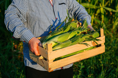 Top view of farmer carrying box with rich harvest of selected ripe corn. Male hands carry a heavy box with corn against the backdrop of green field. Grass is swaying, man is walking. Unrecognizableの写真素材
