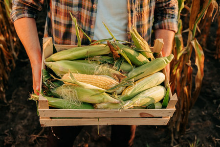 Top view of farmer carrying box with rich harvest of selected ripe corn. Male hands carry a heavy box with corn against the backdrop of green field. Grass is swaying, man is walking. Unrecognizableの写真素材