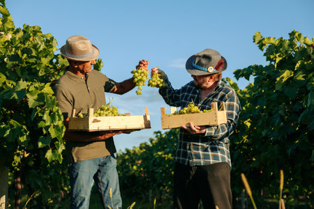 Front view two elderly farmer winemaker stand with boxes full of ripe white grape one hand take large bunch show to everyone. The background is vineyards, looking at camera.の写真素材
