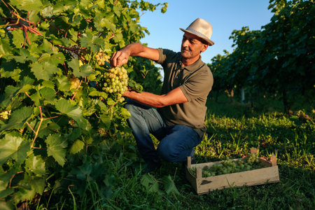 Front view vineyard male farm worker picks bunches grape from vine carefully attentively stack in a box. Winemaker smiles contentedly, the harvest has grown well. Background rows of vineyard.の写真素材