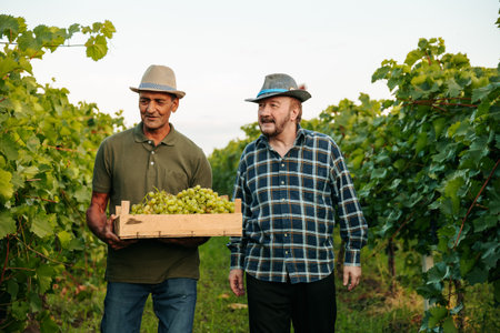 Front view two aged winegrower farm workers walk through vineyard carrying boxes grapes in hands talk laugh smile look at each other. Around a large grape field, large green leaves on the vine.の写真素材