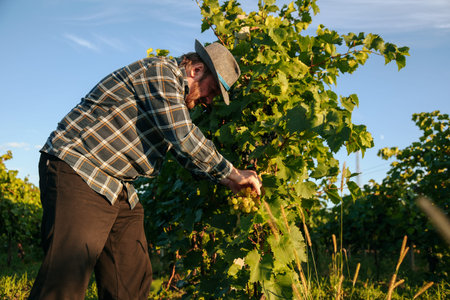 Side view elder winegrower man in hat bent over grapevine pluck a bunch to check the quality. A farm worker is in the middle of a grape plantation on a hot day, the harvest is coming soon. Copy space.の写真素材
