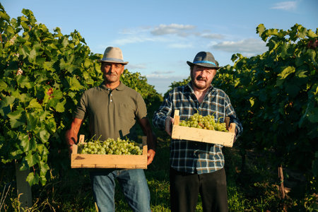Front view looking at camera two elderly winegrower farmers men stand in the field holding boxes of grapes in their hands smiling. Background field vine plantation a lot of greenery clear sky.の写真素材