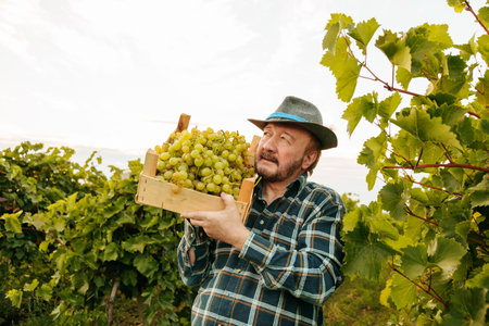 Front view looking at camera vineyard elder worker man winegrower smile tiredly happily hold box with harvest on shoulder. Agronomist farmer spent whole day working in open field in the scorching sun.の写真素材