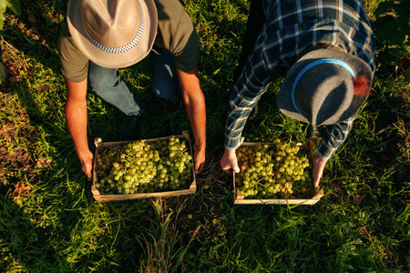 Top view unrecognizable grape harvest two farmers of the worker, the men winemaker sat down at the...