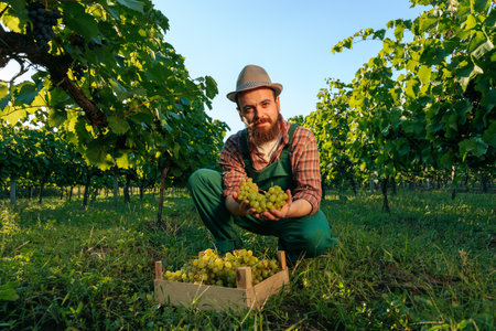 Front view looking at camera young winemaker worker vineyard squatting box of grapes hold bunch grape hands. Background green vineyard with a high vine and a clear cloudless sky.の写真素材