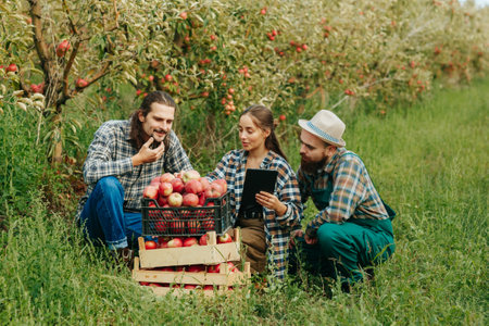 Front view 3 young field workers agronomists inspecting the harvested crop gesturing with their hands in front of them 3 boxes with the harvest. Tablet pc hands. End of the working day apple orchard.の写真素材
