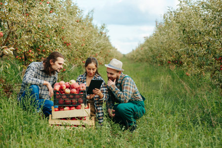 Front view 3 young field workers agronomists inspecting the harvested crop gesturing with their hands in front of them 3 boxes with the harvest. Tablet pc hands. End of the working day apple orchard.の写真素材