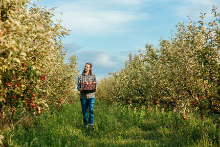 Front view young man farmer orchard worker stand hold crate full ripe red apples. In the apple orchard, the weather is good at the end of the working day. Cloudless sky all around.の写真素材