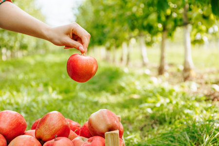 Copy space unrecognizable apple in hand. Harvesting. Apple picking season. Fruity apple orchard. Front view.の写真素材