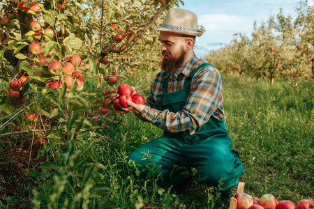 handsome bearded young farmer picks apples in the orchard and puts them in the crate. red apples autumn harvest time.の写真素材