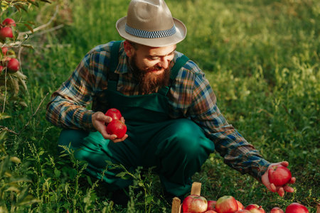 handsome farmer with hat and cheerful with red apples in hand, farmer worker picking apples in the orchard. late autumn harvest timeの写真素材