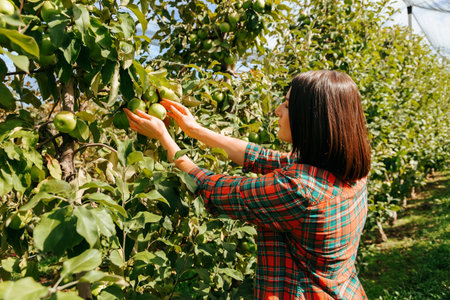 A young woman farmer checks, analyzes, inspects apples in an apple orchard. A female agronomist is at her workplace in working clothes.の写真素材