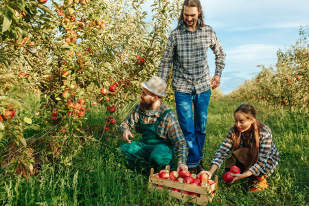 Front view 3 young farmers one squats pick apple from tree put box two more bring fruit other trees....