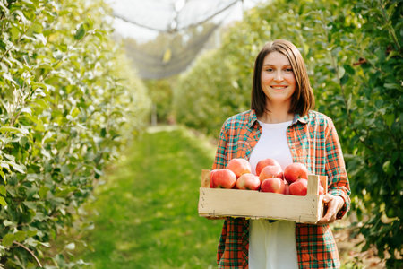 In a large apple orchard full of green trees stands a sweet young woman farmer with a box of fruit in her hands. Front view looking at camera smiling garden worker in shirt and white t shirt.の写真素材
