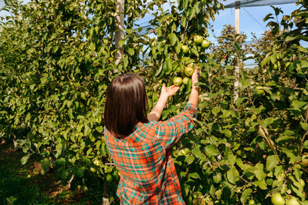 Unrecognizable woman young farmer businesswoman checks the quality of apple fruits in the apple orchard. The girl agronomist tries to do everything well. Farming, gardening, man and nature.の写真素材