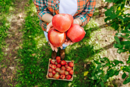 Close up view from above pouring red apples in the hands of a woman who has just picked them. Unrecognizable, blurred background apples in a box, orchard. Farmer woman stands in the garden.の写真素材