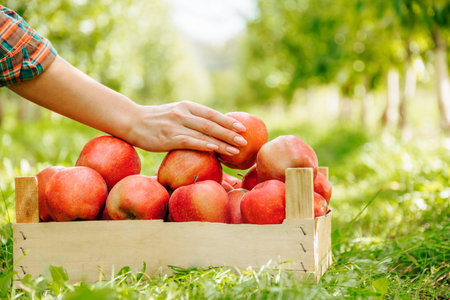 Close up a well groomed female hand with a beautiful manicure holds one of the apples lying in a wooden box. Woman gardener farmer collects crops and data on its quality. Front view unrecognizable.の写真素材